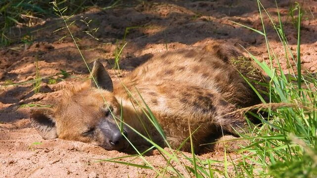Spotted Hyena Sleeping by Itself In Kruger National Park, South Africa