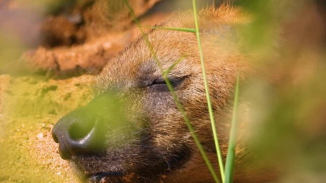 Spotted Hyena Waking Up from Nap in Daylight, Extreme Close Up of Face