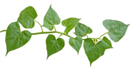 Fototapeta premium green leaves isolated on white background