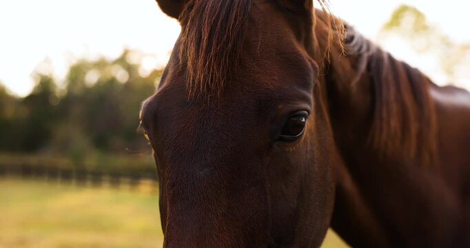 Closeup Of Thoroughbred Horse Head With Bright Sunlight In The Farm.
