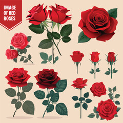 very beautiful red rose  Valentine romance leaf passion affection