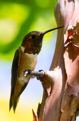 hummingbird on a branch
