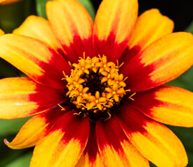 orange flower macro