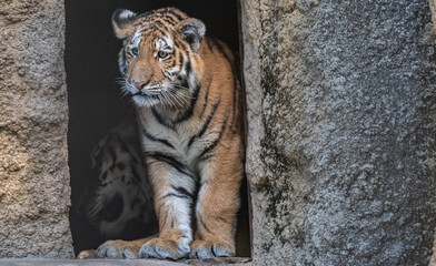 歩くアムールトラ
