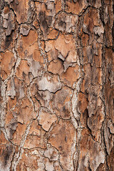 texture in the bark of a tree