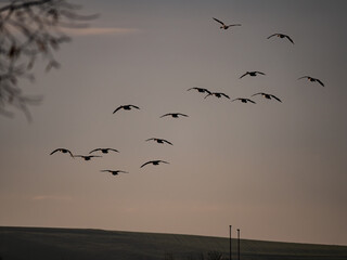 Wildgänse am Morgen 