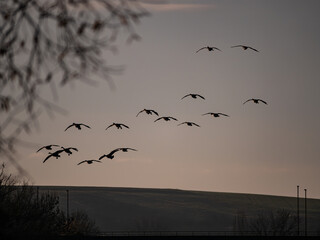 Wildgänse im Flug 
