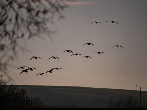 Wildg&auml;nse im Flug 