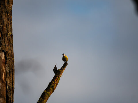 bird on a branch
