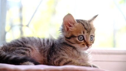 Close-up portrait of cute kitten. Lying next window, bird watching.  Furry tabby cat. Soft morning light, enjoying sun beam. Relaxing and looking window.  funny pets. Morning bedtime at home.
