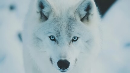 Naklejka premium Close-up of a majestic white wolf in the snow, intense gaze.