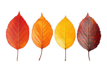 Colorful autumn leaves showcasing the transition of fall foliage in vibrant hues of red, orange, and yellow