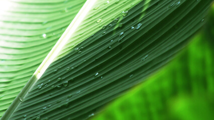 Closeup of banana leaf with water droplets
