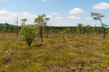 Naturschutzgebiet Schwarzes Moor im Biosphärenreservat Rhön, Unterfranken, Franken, Bayern, Deutschland