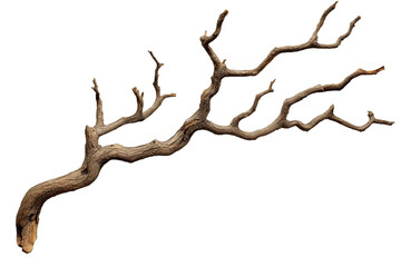 dry branch of tree isolated on transparent white background