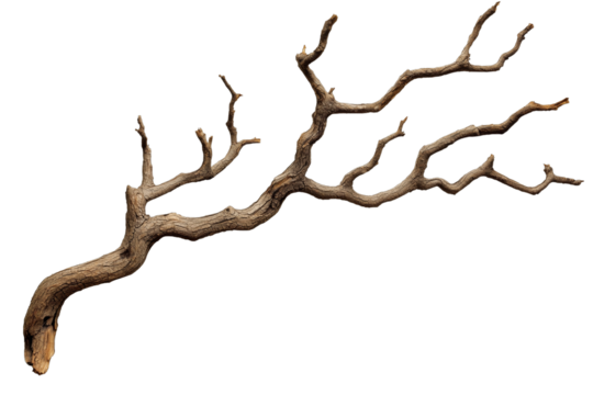 dry branch of tree isolated on transparent white background