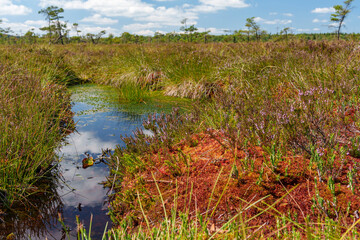 Naturschutzgebiet Schwarzes Moor im Biosphärenreservat Rhön, Unterfranken, Franken, Bayern,...