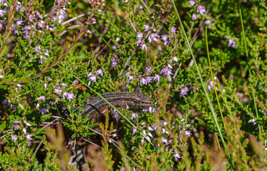 Waldeidechse, Zootoca vivipara, Lacerta vivipara, Bergeidechse, Mooreidechse