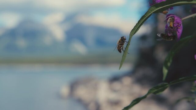 A honeybee climbing up the fireweed flower