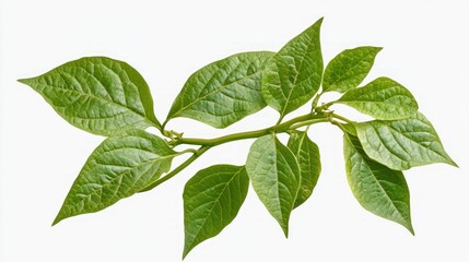 Fototapeta premium A branch of a sweet potato vine with green, lobed leaves, isolated on a transparent background 