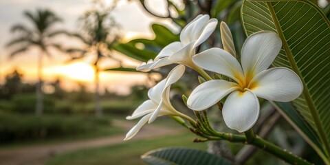 Fototapeta premium Elegant White Plumeria Flowers Blooming Against a Serene Tropical Landscape at Sunset