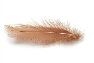 Obraz premium Light brown bird feather, isolated on white. Perfect for designs needing a delicate, natural element; evokes themes of lightness and freedom.