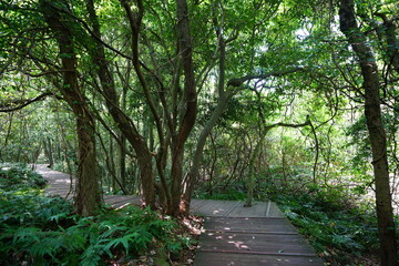 refreshing spring forest and walkway