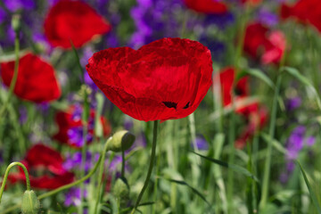 Obraz premium A vibrant red poppy stands out in a lush green meadow, surrounded by blurred purple wildflowers.
