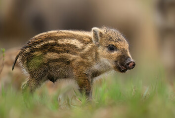 Wild boar baby close up ( Sus scrofa )