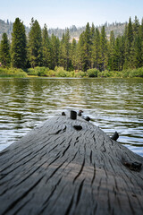 Lake Log in the Forest