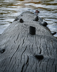 Details of a River Log