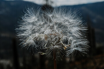 Close Up of Dandelion in the Wind