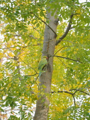 view of a beautiful green parrot on a tree