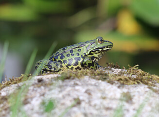 Teichfrosch - Edible frog