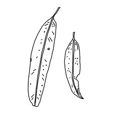 Eucalyptus leaves black line illustration 