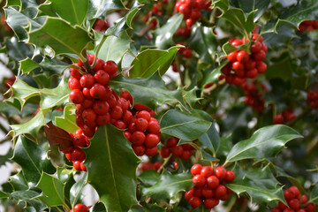 Obraz premium red berries on a bush