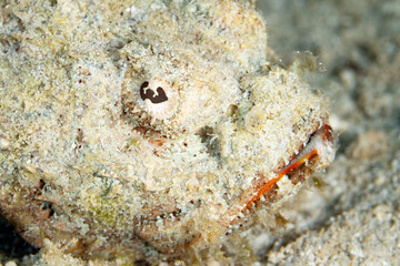 A well-camouflaged Humpback scorpionfish, Scorpaenopsis macrochir, lies in wait to ambush prey on a...