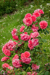 nice roses in the garden