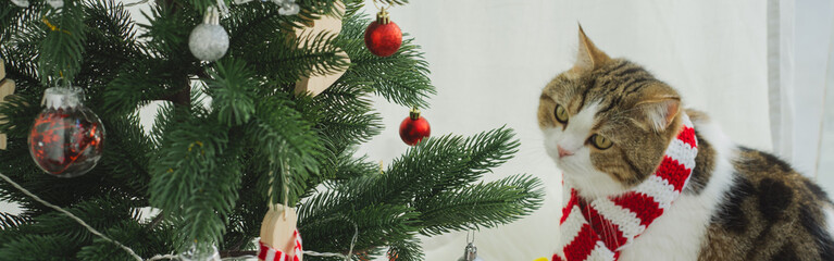 winter holiday and cat concept with scottish cat wear silk scarf and play with pine and christmas tree decorate background