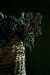 PLUS.The black elder, Sambucus nigra