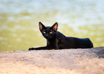 "Eyes of Wonder: The Curious Gaze"