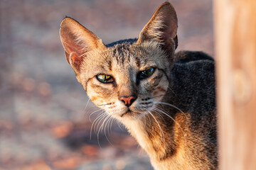 "Eyes of Wonder: The Curious Gaze"