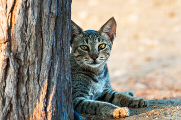 "Guardian of the Grove"