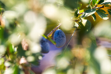  Close up of ripe purple plums
