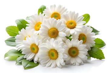 Obraz premium bouquet of daisies