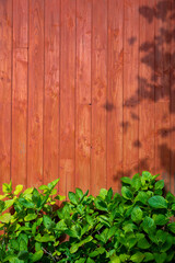 Palissade de bois peint dans un jardin au soleil.