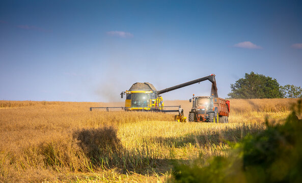 Moissonneuse au travail dans les champs de bl&eacute; pendant les moissons d'&eacute;t&eacute; au soleil.
