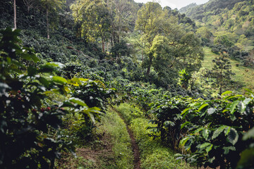 Arabica coffee in a mountain garden in Asia