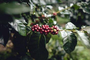 Red ripe coffee cherry beans at a coffee plantation