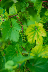 green grapes in the garden